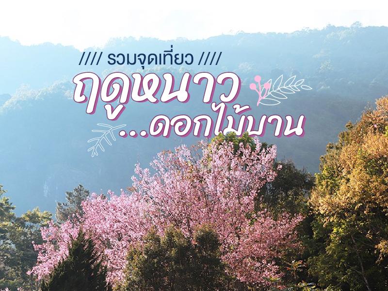 จุดชม ดอกไม้บาน ต้นปี 68